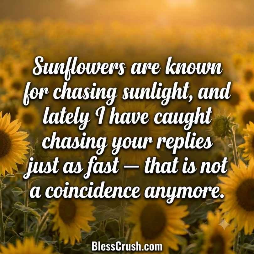 Romantic sunflower pick up lines about chasing sunlight and replies, sunflower field background